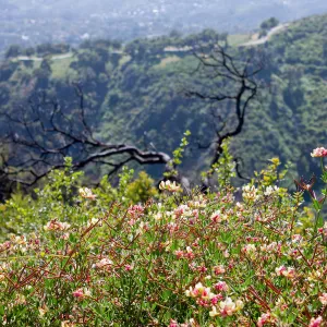 Acmispon grandiflorus covering a post-burn slope with burned tree skeleton in background, Cold Springs Trail, Santa Barbara, CA, Thomas Fire Survey - Mapping Recovery project