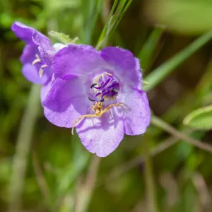 Crab spider on Fiesta flower (Pholistoma auritum), Valley View Preserve, Ojai, California, Thomas Fire Survey - Mapping Recovery project
