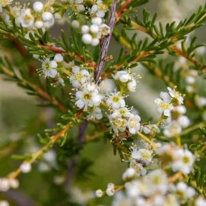 Chamise (Adenostoma fasciculatum) flowers, Valley View Preserve, Ojai, California, Thomas Fire Survey - Mapping Recovery project