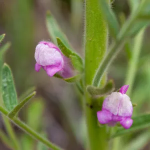Antirrhinum multiflorum flowers, Valley View Preserve, Ojai, California, Thomas Fire Survey - Mapping Recovery project