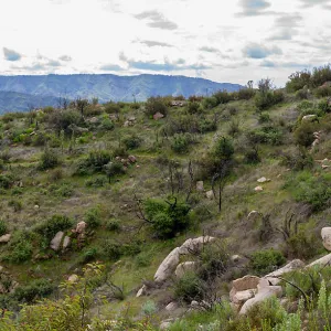 Post-burn chaparral landscape, Valley View Preserve, Ojai, California, Thomas Fire Survey - Mapping Recovery project