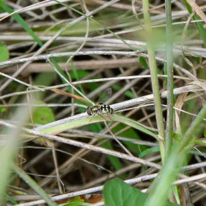 Bird hover fly (Eupeodes volucris), Valley View Preserve, Ojai, California, Thomas Fire Survey - Mapping Recovery project