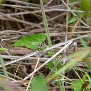 Bird hover fly (Eupeodes volucris), Valley View Preserve, Ojai, California, Thomas Fire Survey - Mapping Recovery project