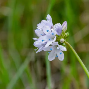 Gilia species, Valley View Preserve, Ojai, California, Thomas Fire Survey - Mapping Recovery project