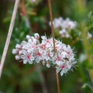 Eriogonum fasciculatum, Valley View Preserve, Ojai, California, Thomas Fire Survey - Mapping Recovery project