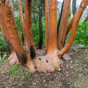 Ring of madrone stems, Tequepis Trail, Santa Barbara, California, Whittier Fire Survey - Mapping Recovery Project