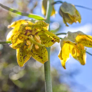 Fritillaria ojaiensis, rare plant (1B.2), Tequepis Trail, Santa Barbara, California, Whittier Fire Survey - Mapping Recovery Project