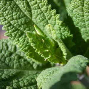 Timema, member of the stick-insect order, Tequepis Trail, Santa Barbara, California, Whittier Fire Survey - Mapping Recovery Project