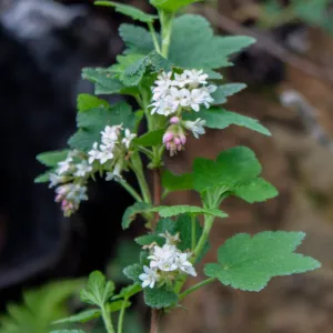Ribes malvaceum , Tequepis Trail, Santa Barbara, California, Whittier Fire Survey - Mapping Recovery Project