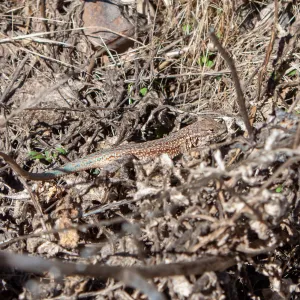 Common side-blotched lizard (Uta stanburiana), Matilija Road, Ojai, California, Thomas Fire Survey - Mapping Recovery project