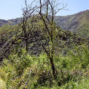 Post-burn landscape along Matilija Creek, Matilija Road, Ojai, California, Thomas Fire Survey - Mapping Recovery project