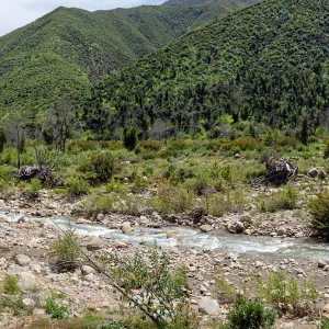 Post-burn landscape along Matilija Creek, Matilija Road, Ojai, California, Thomas Fire Survey - Mapping Recovery project