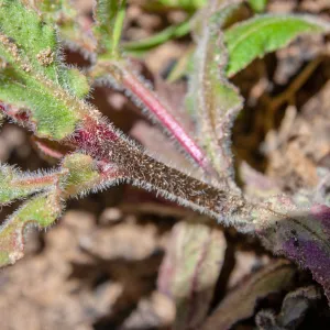 Camissoniopsis species, McMenemy Trail, Santa Barbara, California, Thomas Fire Survey - Mapping Recovery project