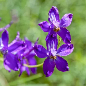 Delphinium (Larkspur) flowers, Jameson Lake, Santa Barbara, California, Thomas Fire Survey - Mapping Recovery project