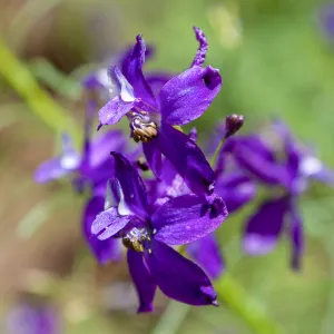 Delphinium (Larkspur) flowers, Jameson Lake, Santa Barbara, California, Thomas Fire Survey - Mapping Recovery project