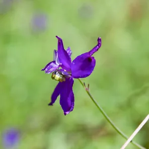 Delphinium (Larkspur) flower, Jameson Lake, Santa Barbara, California, Thomas Fire Survey - Mapping Recovery project