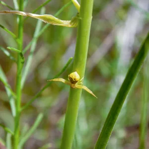 Yellow crab spider, Jameson Lake, Santa Barbara, California, Thomas Fire Survey - Mapping Recovery project