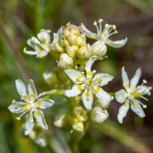 Toxicoscordion fremontii, Jameson Lake, Santa Barbara, California, Thomas Fire Survey - Mapping Recovery project