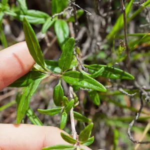 Monardella hypoleuca hypoleuca, rare plant (1B.3), Romero Camuesa Rd, Santa Barbara, CA, Thomas Fire Survey - Mapping Recovery project