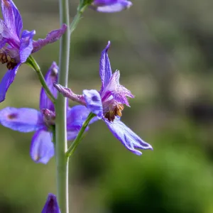 Delphinium (larkspur) in post-burn chaparral, Murietta Rd (5N13), Ojai, CA, Thomas Fire Survey - Mapping Recovery project