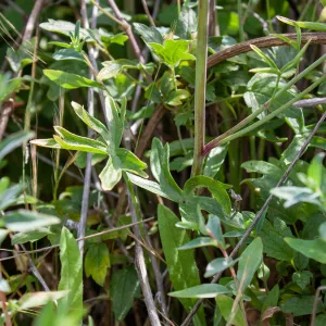 Delphinium (larkspur) leaves in post-burn chaparral, Murietta Rd (5N13), Ojai, CA, Thomas Fire Survey - Mapping Recovery project