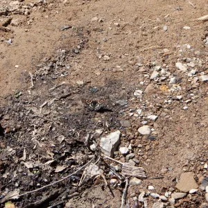 Variable checkerspot butterfly (Euphydryas chalcedona), Murietta Rd (5N13), Ojai, CA, Thomas Fire Survey - Mapping Recovery project