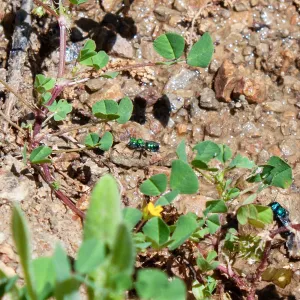 Osmia (mason bee) drinking resting along a wet creek., Murietta Rd (5N13), Ojai, CA, Thomas Fire Survey - Mapping Recovery project