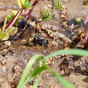 Osmia (mason bee) drinking resting along a wet creek., Murietta Rd (5N13), Ojai, CA, Thomas Fire Survey - Mapping Recovery project