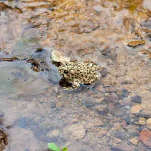 Western toad (Anaxyrun boreas), Murietta Rd (5N13), Ojai, CA, Thomas Fire Survey - Mapping Recovery project