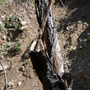 Wren, Murietta Rd (5N13), Ojai, CA, Thomas Fire Survey - Mapping Recovery project