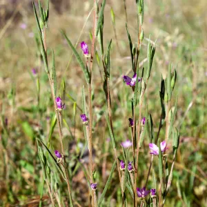 Clarkia purpurea (winecup clarkia), Wills Canyon Trail at the Ventura River Preserve, Ojai, CA, Thomas Fire Survey - Mapping Recovery project