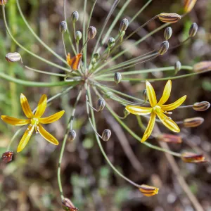 Bloomeria crocea (Goldenstar), Wills Canyon Trail at the Ventura River Preserve, Ojai, CA, Thomas Fire Survey - Mapping Recovery project