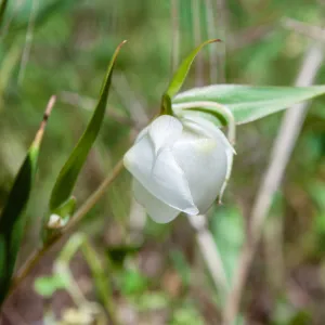 Calochortus albus (white globe lily) flowers, Wills Canyon Trail at the Ventura River Preserve, Ojai, CA, Thomas Fire Survey - Mapping Recovery project