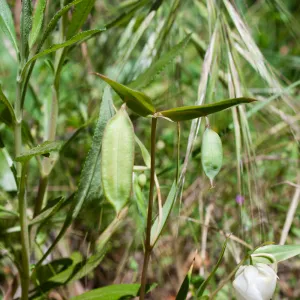 Calochortus albus (white globe lily) fruits, Wills Canyon Trail at the Ventura River Preserve, Ojai, CA, Thomas Fire Survey - Mapping Recovery project