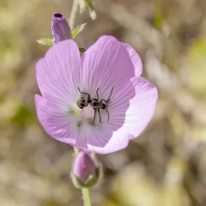 Spotted cucumber beetle in a Sidalcea flower, Wills Canyon Trail at the Ventura River Preserve, Ojai, CA, Thomas Fire Survey - Mapping Recovery project