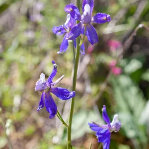 Delphinium (larkspur), Wills Canyon Trail at the Ventura River Preserve, Ojai, CA, Thomas Fire Survey - Mapping Recovery project