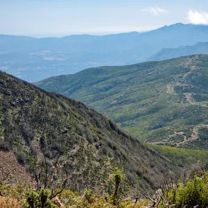 Looking over post-burn landscape, west towards Chief Peak; taken from unnamed peak just west of Red reef/Last chance trail fork, above Topa Topa bluff, Unnamed peak near foot path/Red reef trail east of Nordhoff Ridge Road, Ojai, CA, Thomas Fire Survey - 