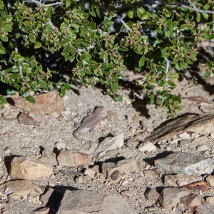 Lizard, Unnamed peak near foot path/Red reef trail east of Nordhoff Ridge Road, Ojai, CA, Thomas Fire Survey - Mapping Recovery project