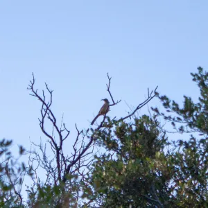 California thrasher, Elder Camp on Nordhoff Ridge Road, Ojai, CA, Thomas Fire Survey - Mapping Recovery project