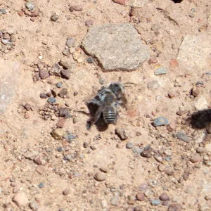 Diadasia bituberculata (bindweed turret bees), Sisar Canyon Road, Ojai, CA, Thomas Fire Survey - Mapping Recovery project