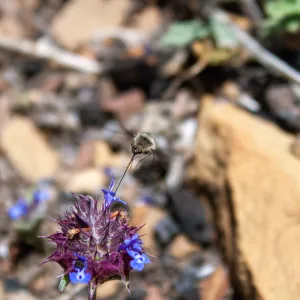 Bee fly (Bombyliidae) on chia (Salvia columbariae), Lion Canyon Trail, Ojai, CA, Thomas Fire Survey - Mapping Recovery project