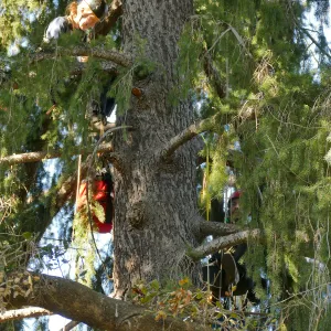 Rikke Naesborg and Cam Williams Measuring the Bigcone Douglas-fir at the south end of the Manzanita Section