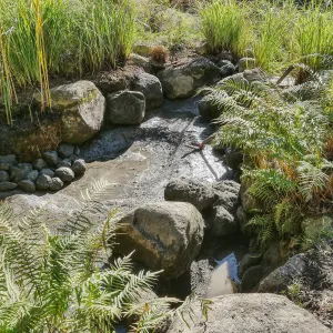 Upper Pond in the Arroyo Section during cleanout project