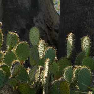 Chaparral Prickly-pear in the Desert Section