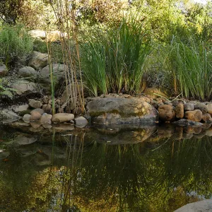 Upper Pond in the Arroyo Section after cleanout project