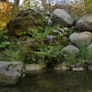 Lower Pond in the Arroyo Section after cleanout project