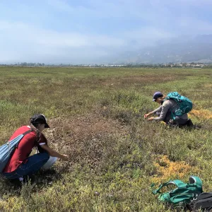 Kara Kang and Stephanie Calloway surveying Salt Marsh Bird's Beak in the Carpinteria Salt Marsh Preserve