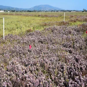 Salt Marsh Bird's Beak Chloropyron maritimum ssp maritimum at Carpinteria Salt Marsh Preserve