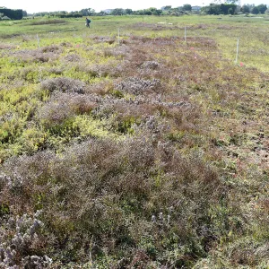 Invasive Limonium duriusculum at Carpinteria Salt Marsh Preserve