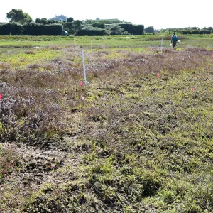 Salt Marsh Bird's Beak Chloropyron maritimum ssp maritimum research plots